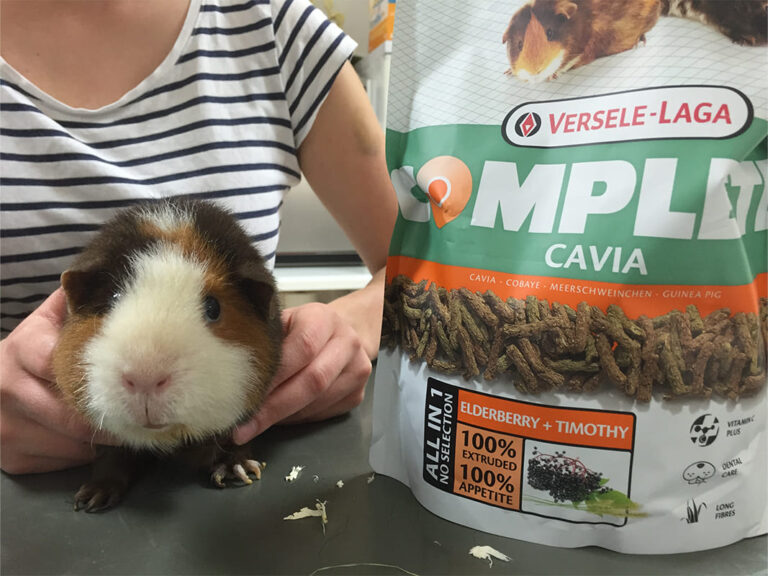 Frankfurt Expedition Mallorca Meerschweinchen in Not 02 768x576