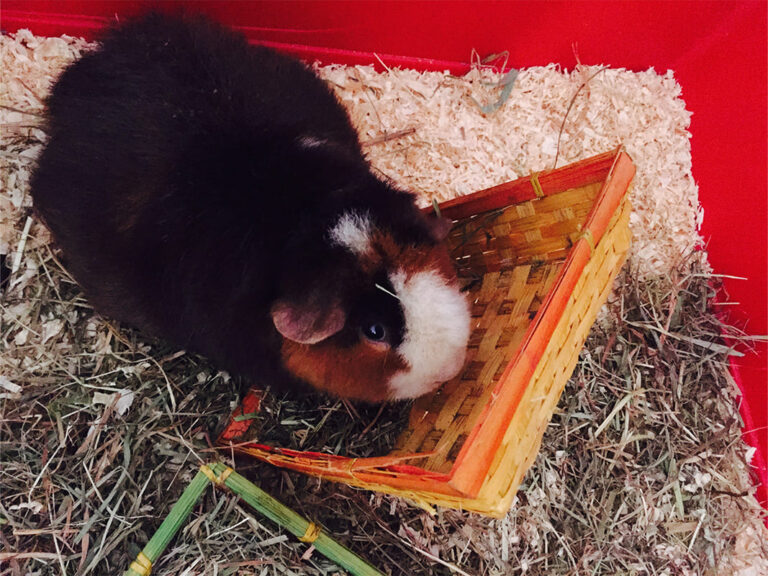 Frankfurt Expedition Mallorca Meerschweinchen in Not 05 768x576