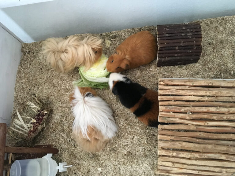 Frankfurt Expedition Mallorca Meerschweinchen in Not 768x576