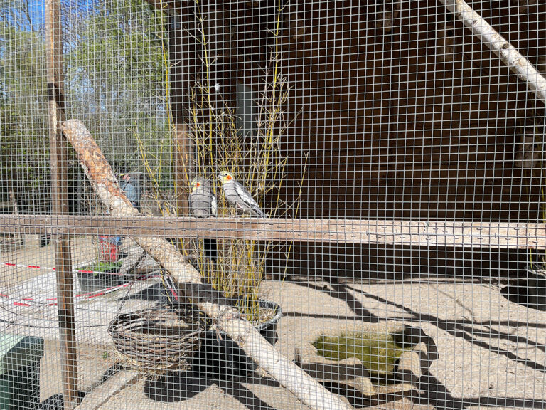 Frankfurt Expedition Mallorca Offenbacher Waldzoo 01 768x576