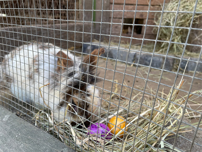 Frankfurt Expedition Mallorca Offenbacher Waldzoo 03 768x576