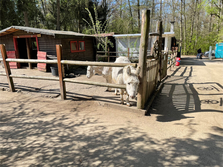 Frankfurt Expedition Mallorca Offenbacher Waldzoo 06 768x576