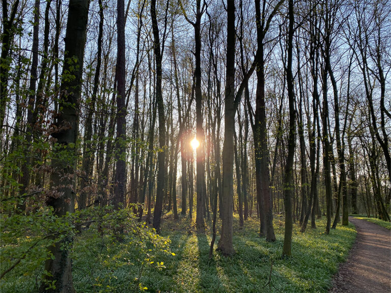 Frankfurt Expedition Mallorca Stadtwald 02 768x576