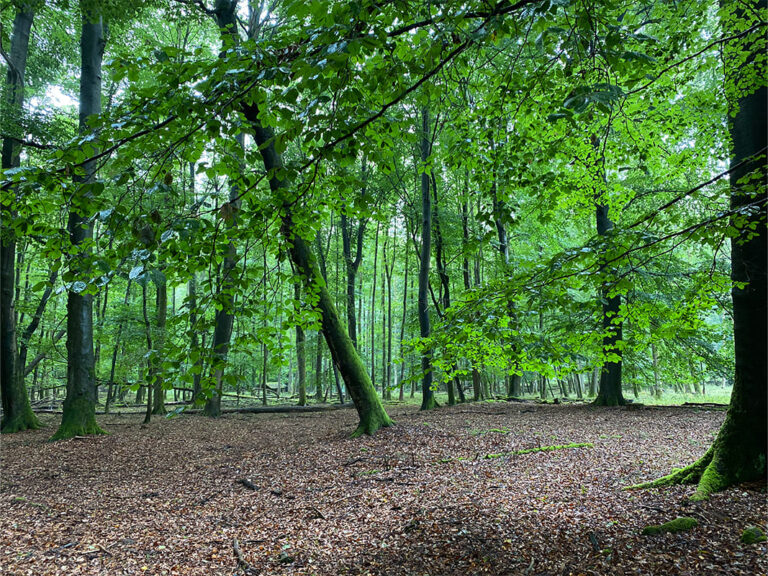 Frankfurt Expedition Mallorca Stadtwald 04 768x576