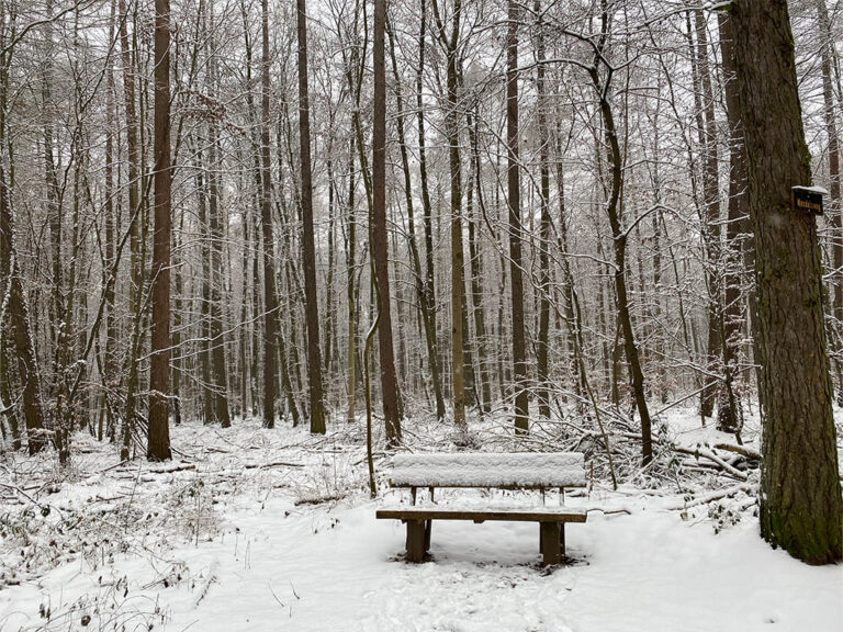 Frankfurt Expedition Mallorca Stadtwald 05 768x576