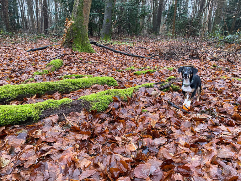 Frankfurt Expedition Mallorca Stadtwald 06 768x576