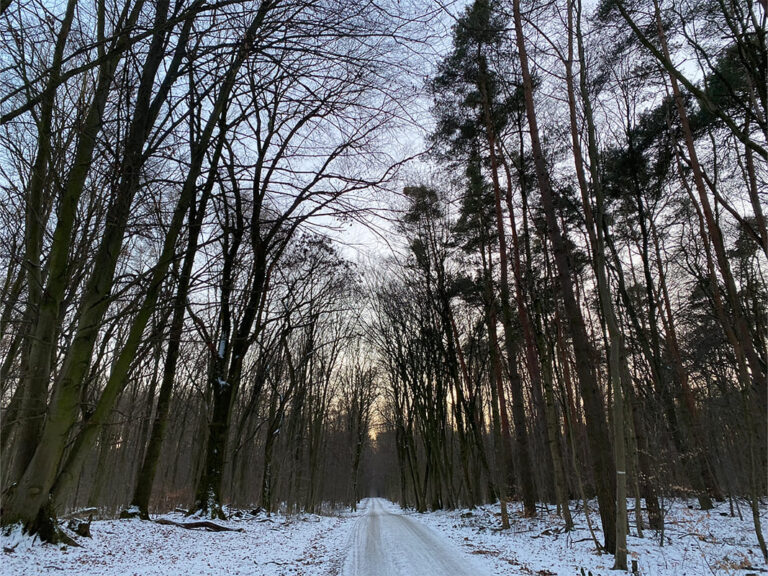 Frankfurt Expedition Mallorca Stadtwald 07 768x576