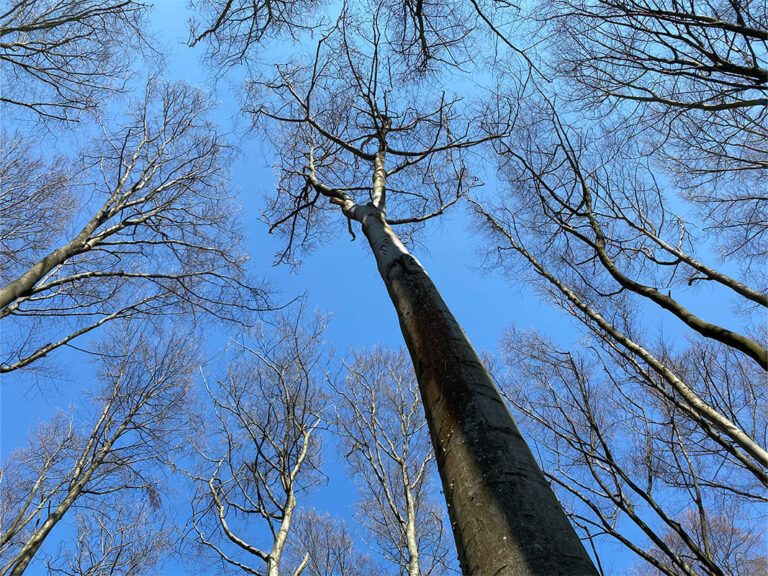 Frankfurt Expedition Mallorca Stadtwald 768x576