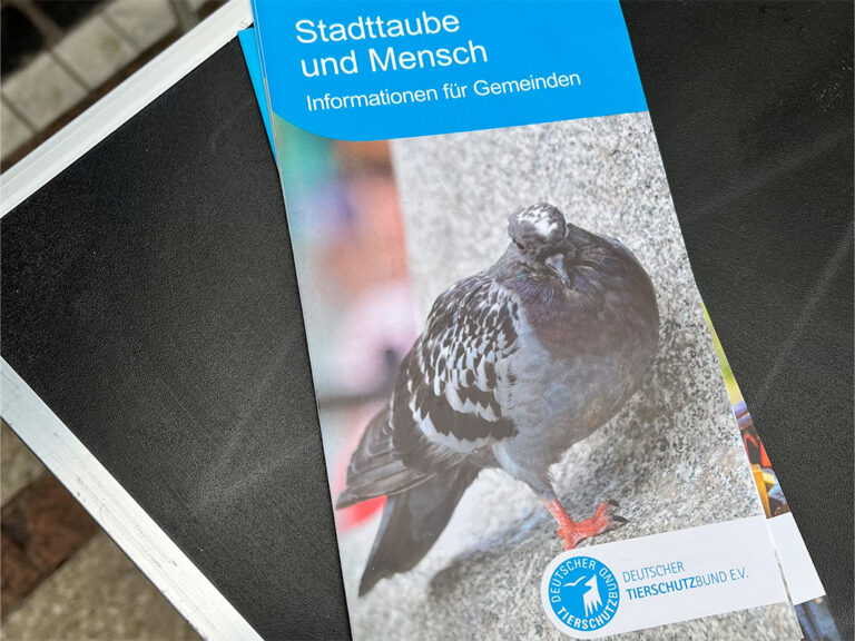 Frankfurt Main Expedition Mallorca Stadttaubenprojekt Frankfurt 768x576